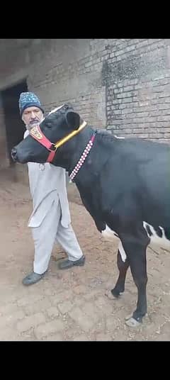 cow pure ferzion 03075393493