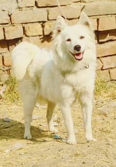 Pure Russian female Age for Sale 8 Month for Sale