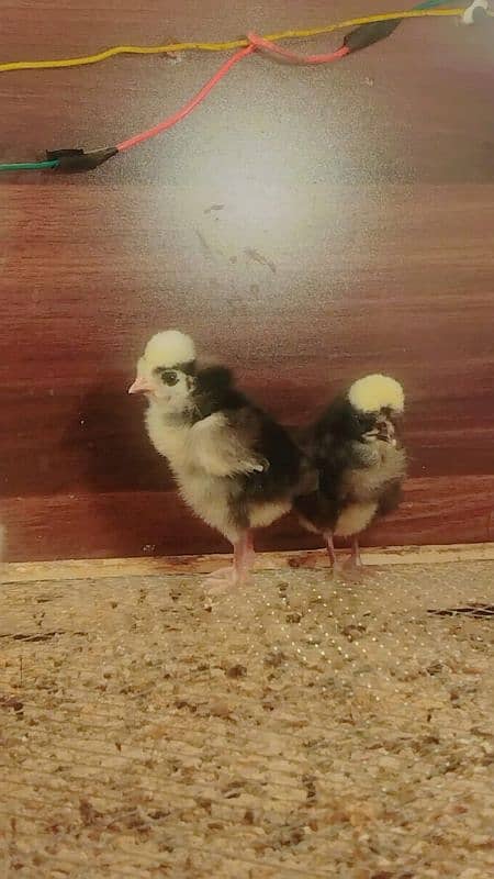 black Polish Chicks available top quality 0