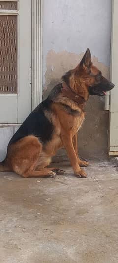 German Sheperd Female For Sale