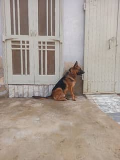 German Sheperd Female For Sale