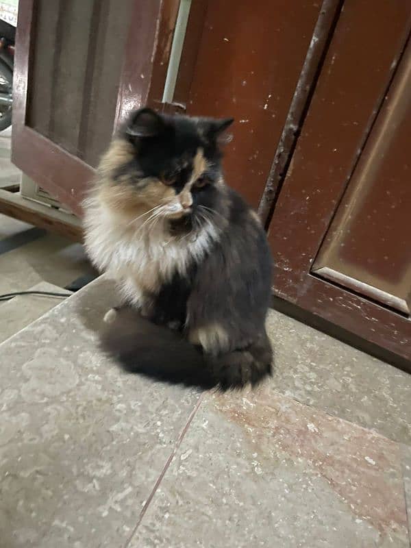 Persian cat 1