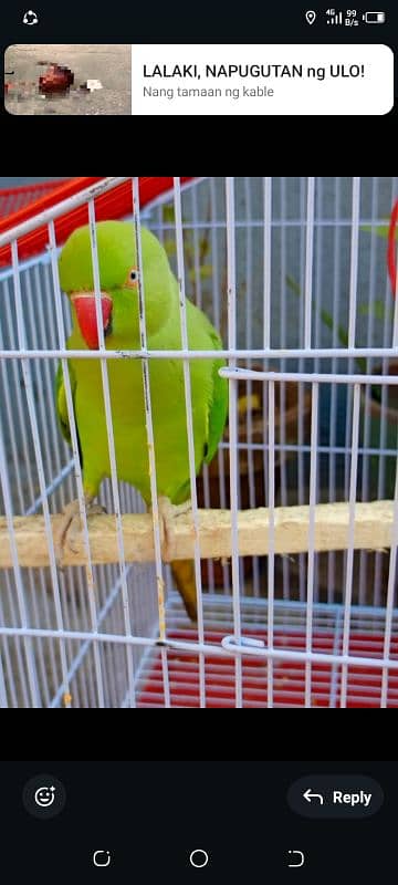 green parrot for sale 4