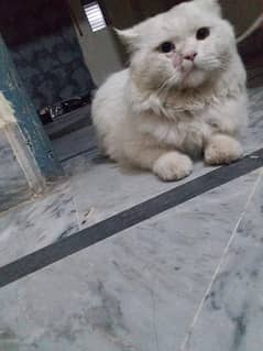 Persion cute male cate for sale