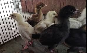 Aseel , Golden Sebright, Golden Buff, White Silkie & Misri Chicks