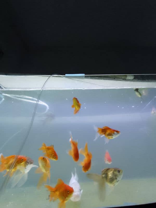 imported aquarium fishes available 0