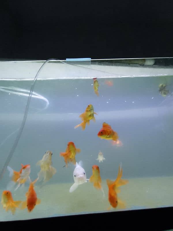 imported aquarium fishes available 6