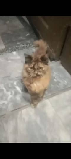 Persian cat