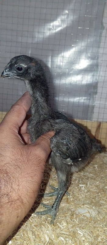 White Dragon Black jisam_Dragon black skin_Blue Dragon Black jisam _