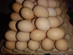 Desi eggs