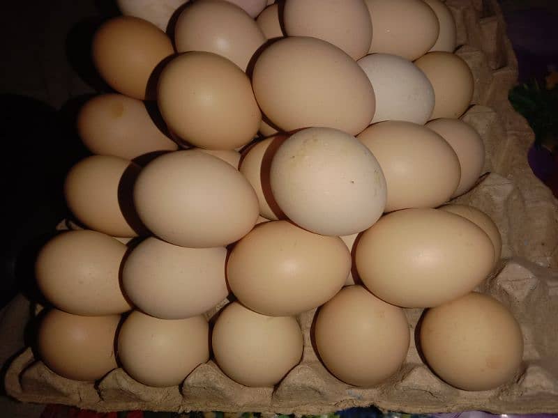 Desi eggs 0