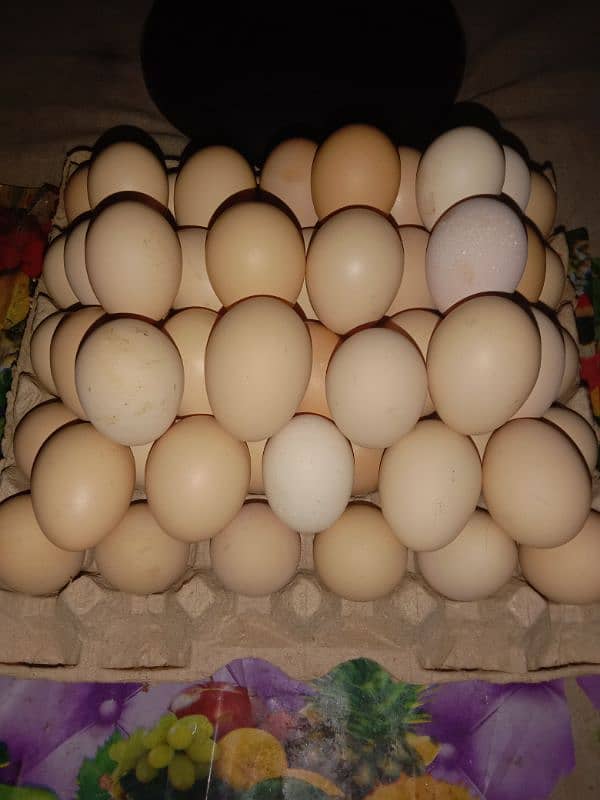 Desi eggs 1