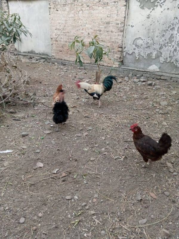 07 Desi hens for sale in wah cantt basti pakistan 1