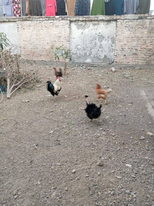 07 Desi hens for sale in wah cantt basti pakistan 2