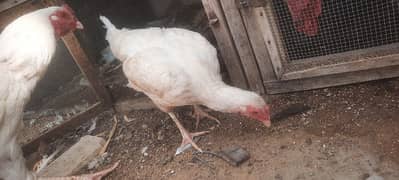 aseel boska heera. . black bantam . . aseel phulia