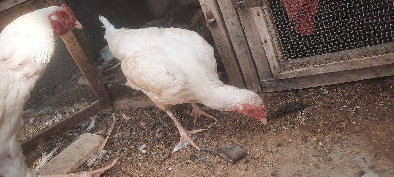 aseel boska heera. . black bantam . . aseel phulia 0