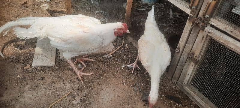 aseel boska heera. . black bantam . . aseel phulia 2