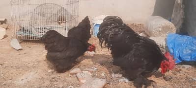 black bantam . . aseel phulia