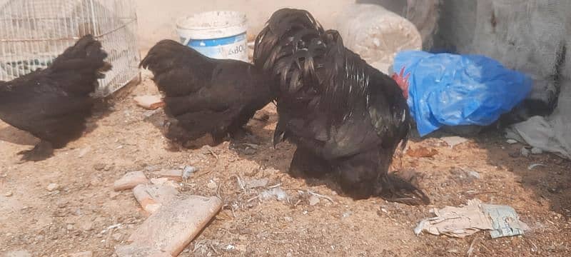 aseel boska heera. . black bantam . . aseel phulia 4