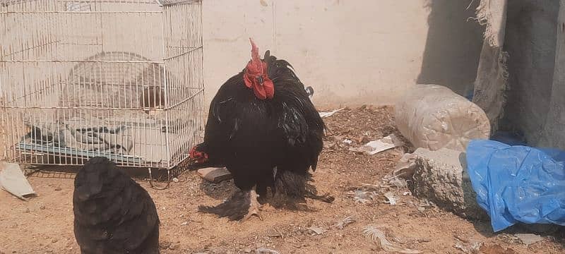 aseel boska heera. . black bantam . . aseel phulia 5