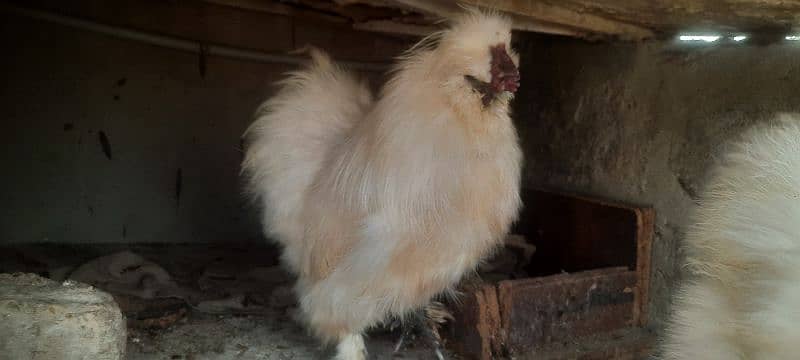 aseel boska heera. . black bantam . . aseel phulia 6