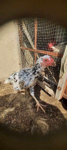 aseel boska heera. . black bantam . . aseel phulia 10