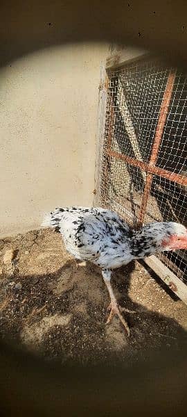 aseel boska heera. . black bantam . . aseel phulia 11