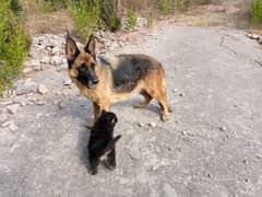 Gsd dog for sale/German shepherd puppies for sale