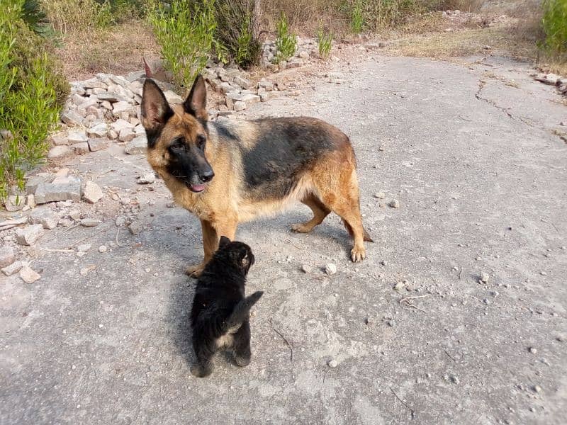 Gsd dog for sale/German shepherd puppies for sale 0