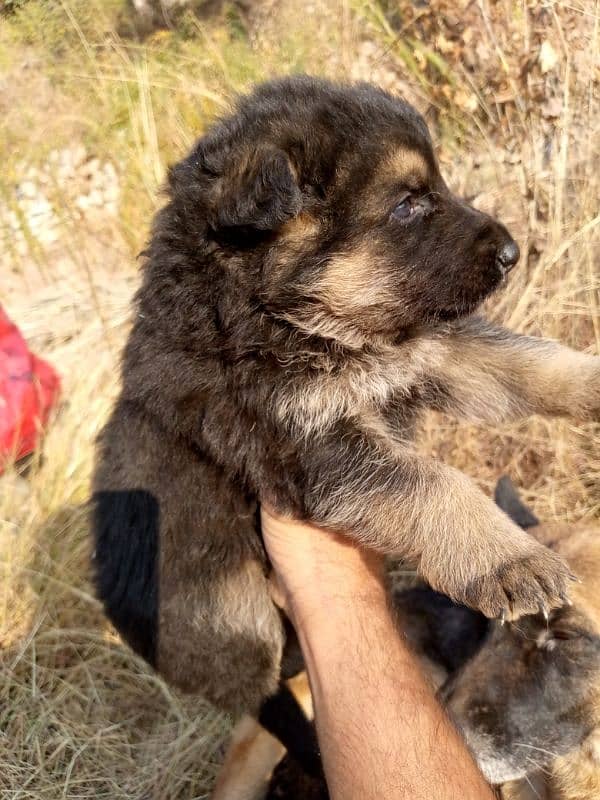 Gsd dog for sale/German shepherd puppies for sale 5