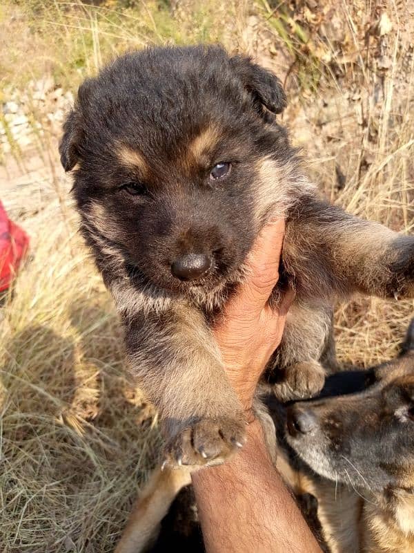 Gsd dog for sale/German shepherd puppies for sale 8