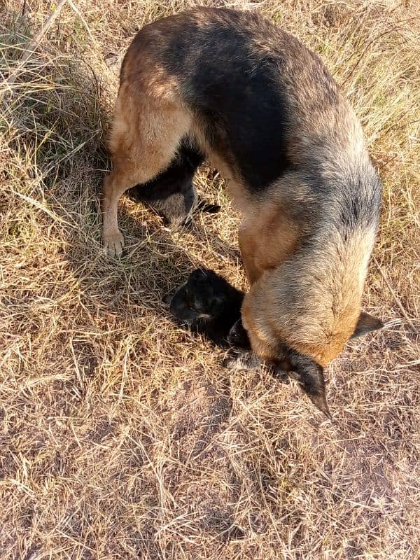 Gsd dog for sale/German shepherd puppies for sale 9