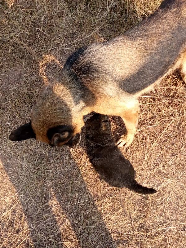 Gsd dog for sale/German shepherd puppies for sale 10