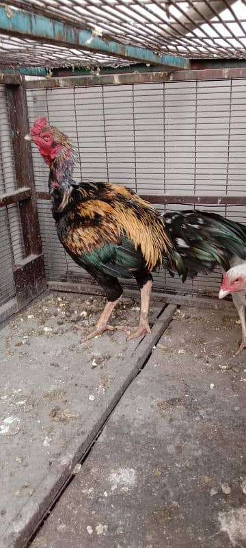 1 pair Aseel Hens 3