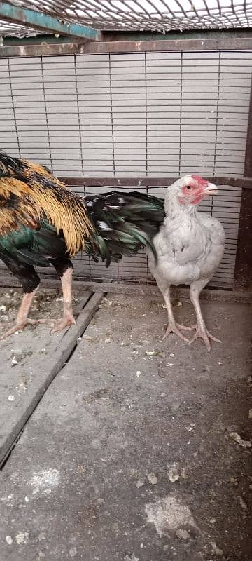 1 pair Aseel Hens 4