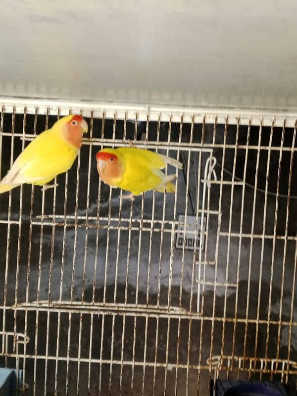 latino lovebirds 1