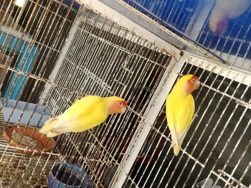 latino lovebirds 2