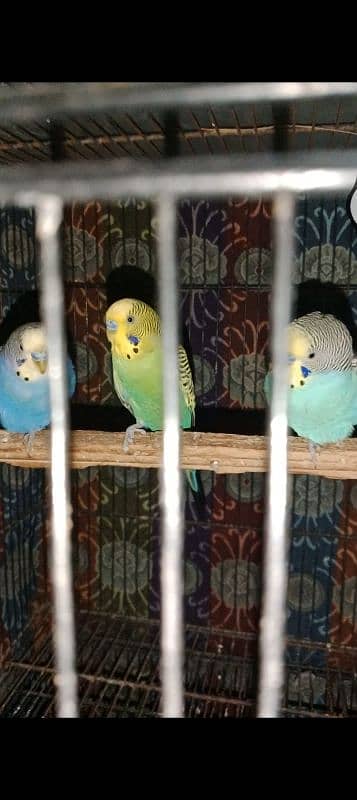 budgies, banglies, cage 1