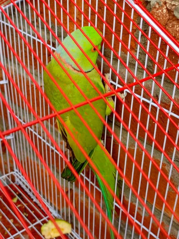 green parrot for sale 3