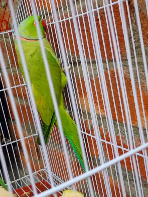 green parrot for sale 2