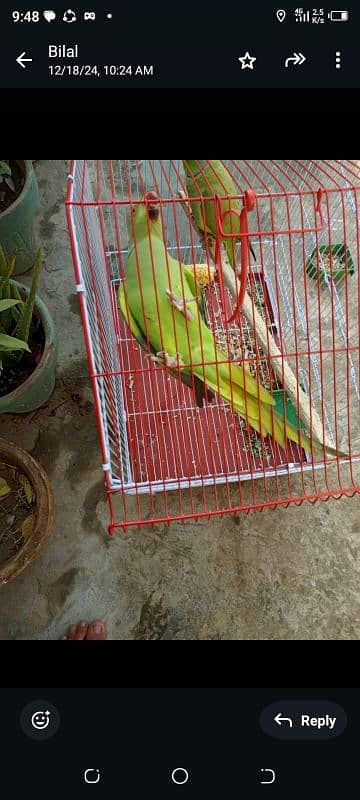 green parrot for sale 1