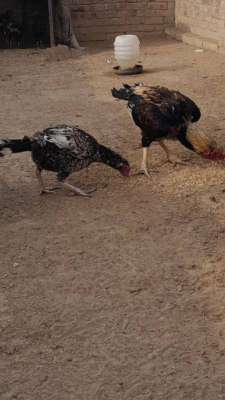 High quality Aseel hens 3