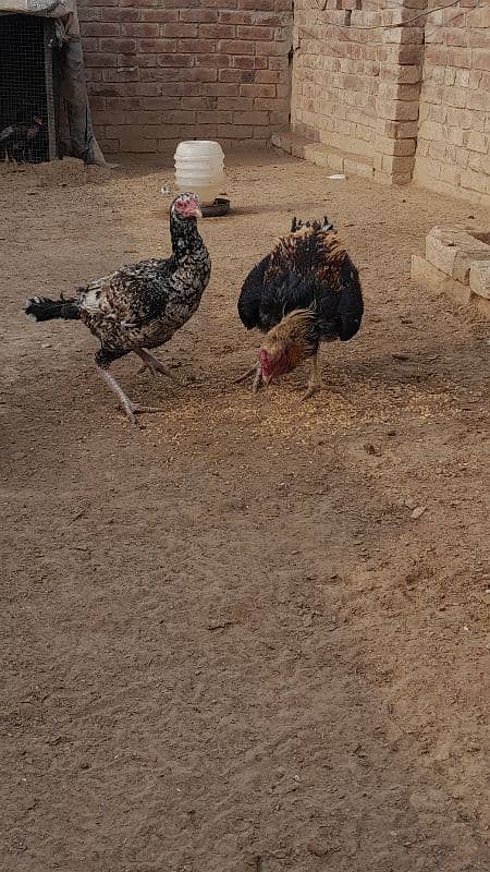 High quality Aseel hens 4