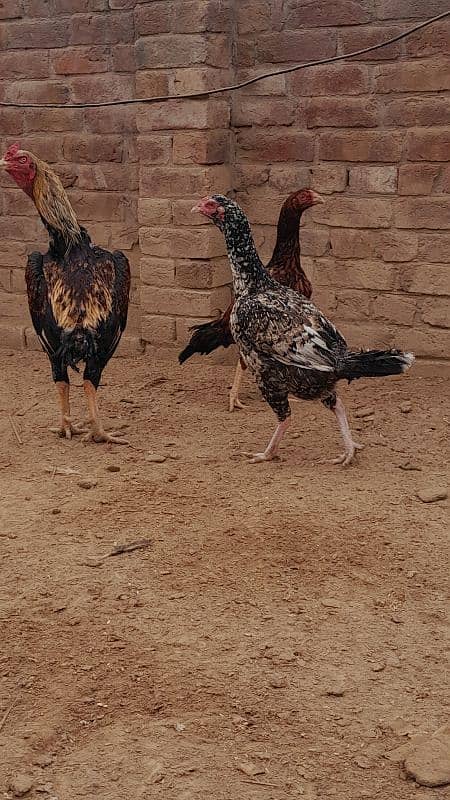 High quality Aseel hens 5