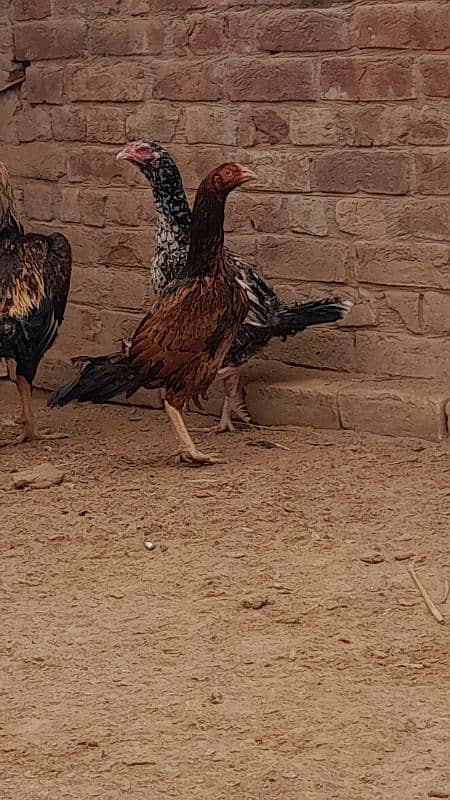 High quality Aseel hens 6