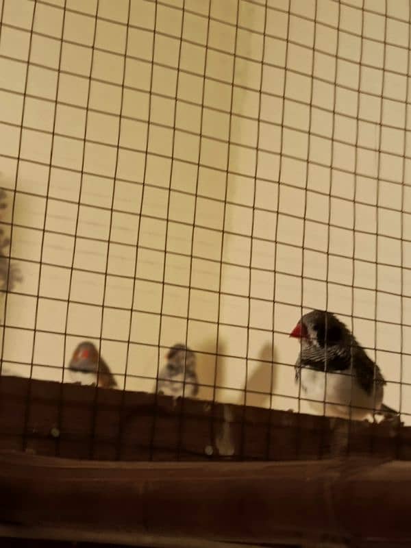 Finches for sale 1