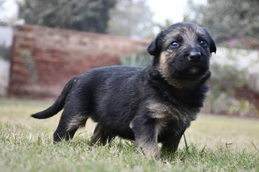 Healthy German Shephard Puppies Ready for new home. 0