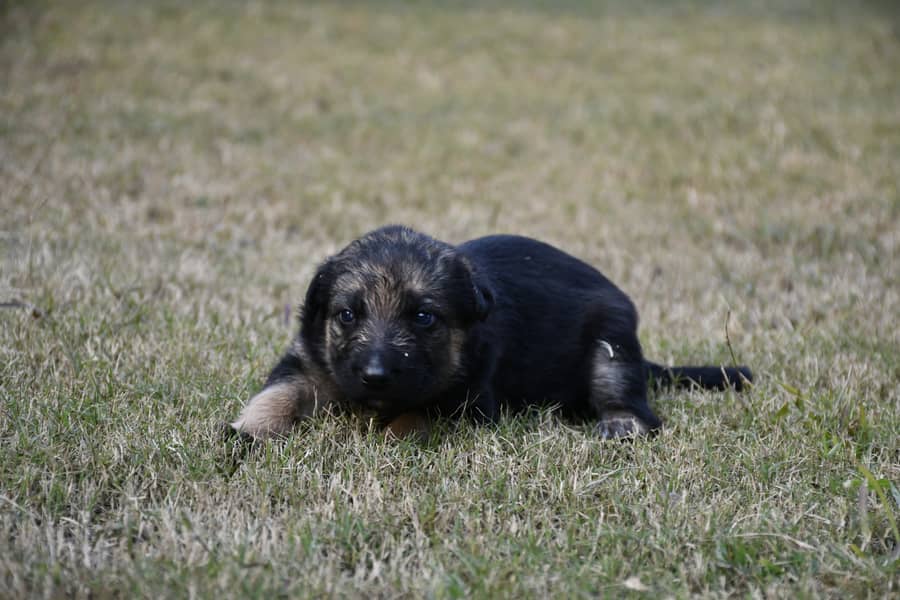 Healthy German Shephard Puppies Ready for new home. 1