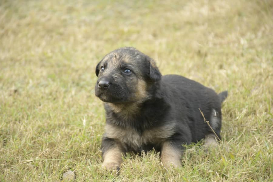 Healthy German Shephard Puppies Ready for new home. 2