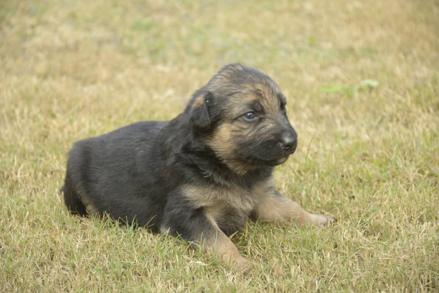 Healthy German Shephard Puppies Ready for new home. 3